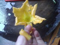 炸南瓜花