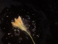 炸南瓜花