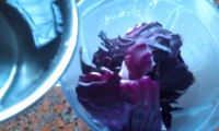 麻酱紫面条