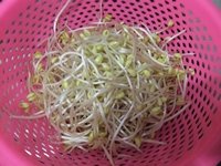 猪大肠炒豆芽
