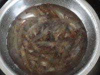 金丝虾