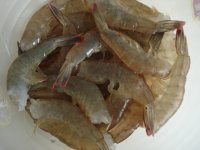 金丝虾