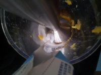 多芒小芋丸