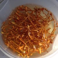 虫草花鸡汤