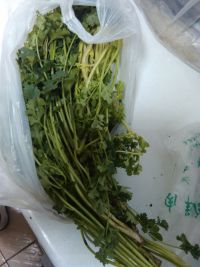 香菜炒肉丝