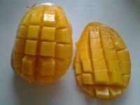 多芒小丸子