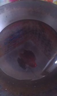 粉仔饼