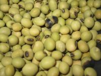 营养美味豆桨