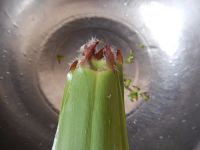 鲜肉粽子