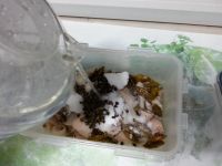 泡椒凤爪