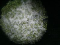 绿豆粥