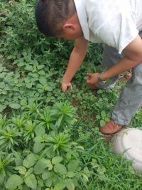 蒜拌银青菜