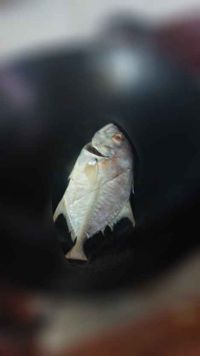 煎鱼