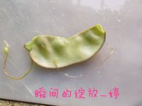 五花肉炒扁豆