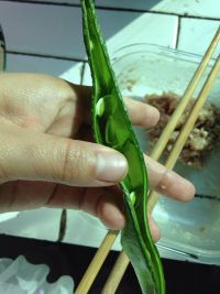 气豆酿肉