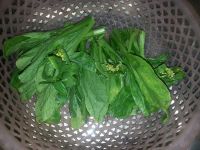 白灼菜心