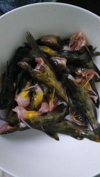 昂刺鱼苋菜豆腐汤