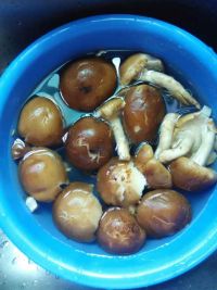 五彩椒炒鲜香菇