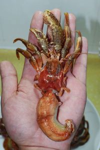 清蒸海怪