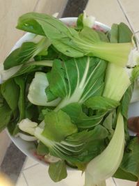 炒小油菜