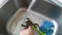 蒸河蟹