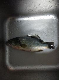 孔雀开屏鱼