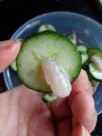黄瓜凤尾虾