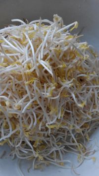 清炒绿豆芽