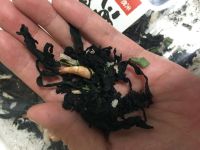 紫菜汤