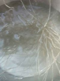 乌贼鱼菠菜汤
