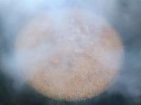 红烧肉