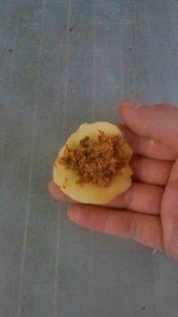 肉松饼干