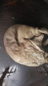 杏鲍菇炒猪肚