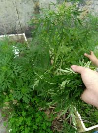 艾草煎蛋汤