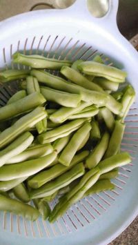 腊肉炒刀豆