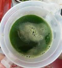 菠菜土司面包