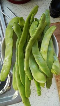肉丝青椒炒芸豆