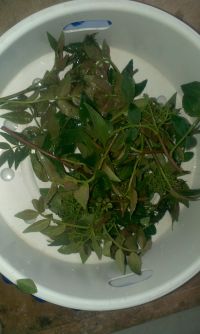 酥香花椒芽