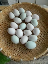 腌咸鸭蛋