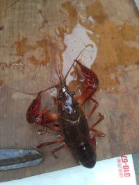 麻辣小龙虾