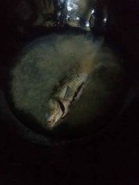 枸杞鲫鱼汤