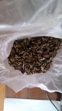 绿茶粉