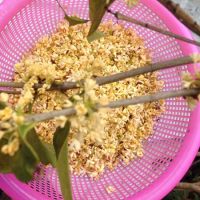 自制桂花