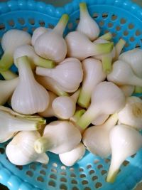 腌糖蒜