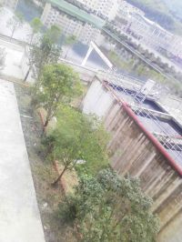 桂花糖