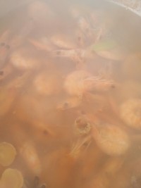 盐水煮虾