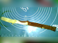 芒果玫瑰花土司蛋挞
