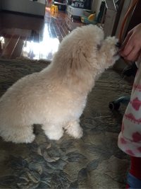 狗狗零食鸡胸干