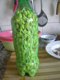 饮料瓶里的豆芽菜
