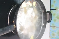 孜然小排